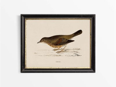 Thrush Vintage Art Print
