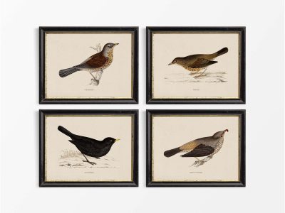 Thrushes (Set of Four) Vintage Art Prints