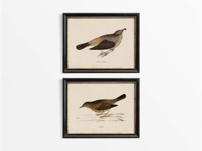 Thrushes (Set of Two) Vintage Art Prints
