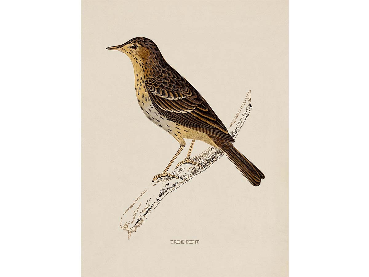 Tree Pipit Vintage Art Print