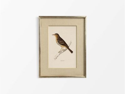 Tree Pipit Vintage Art Print
