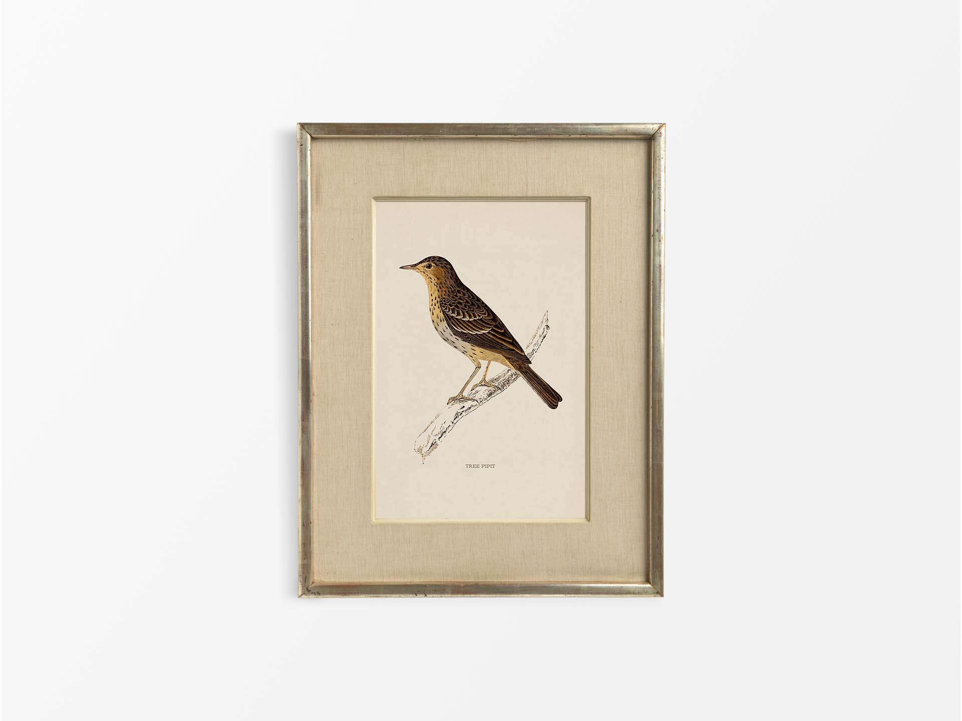 Tree Pipit Vintage Art Print