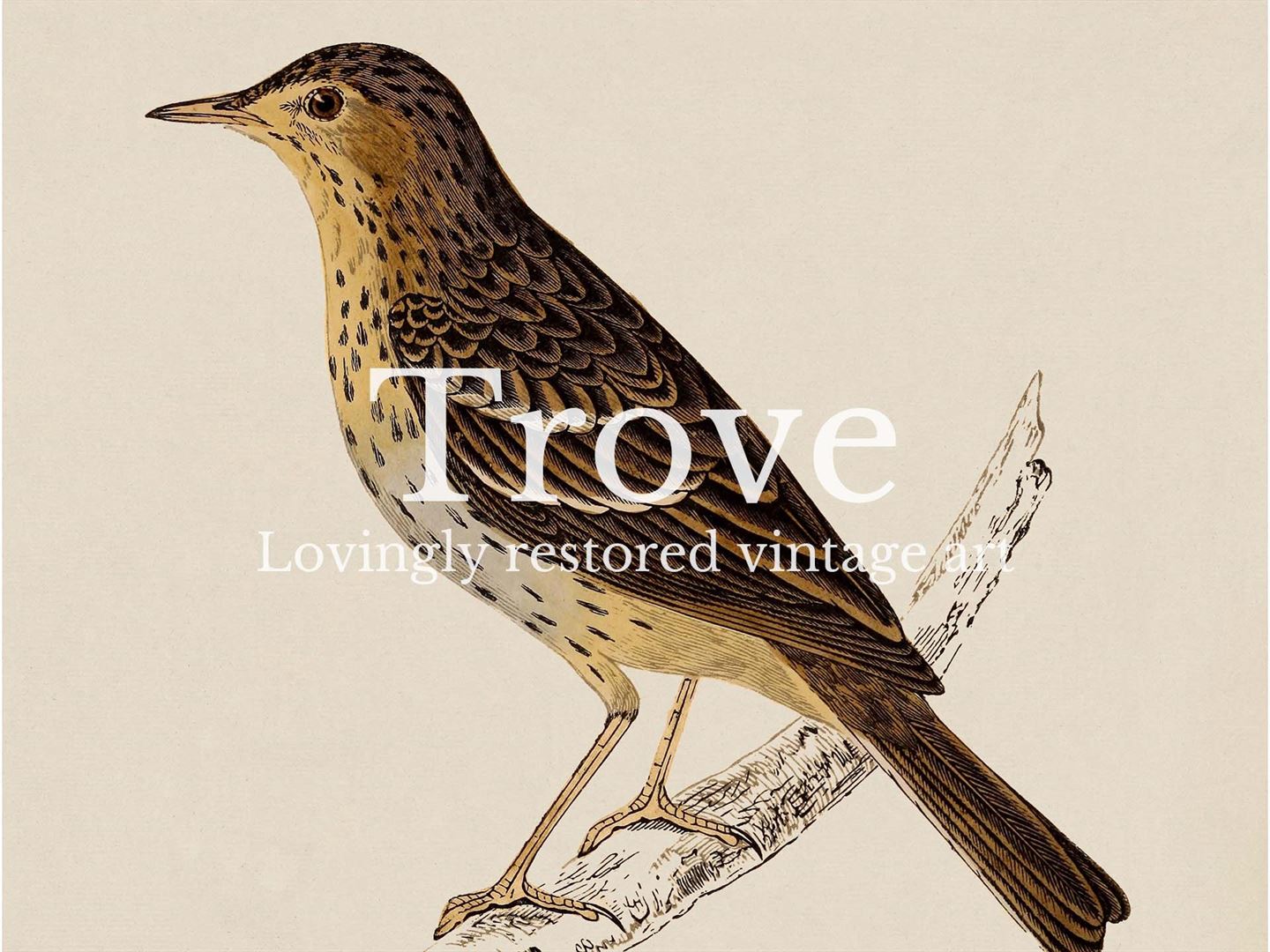 Tree Pipit Vintage Art Print