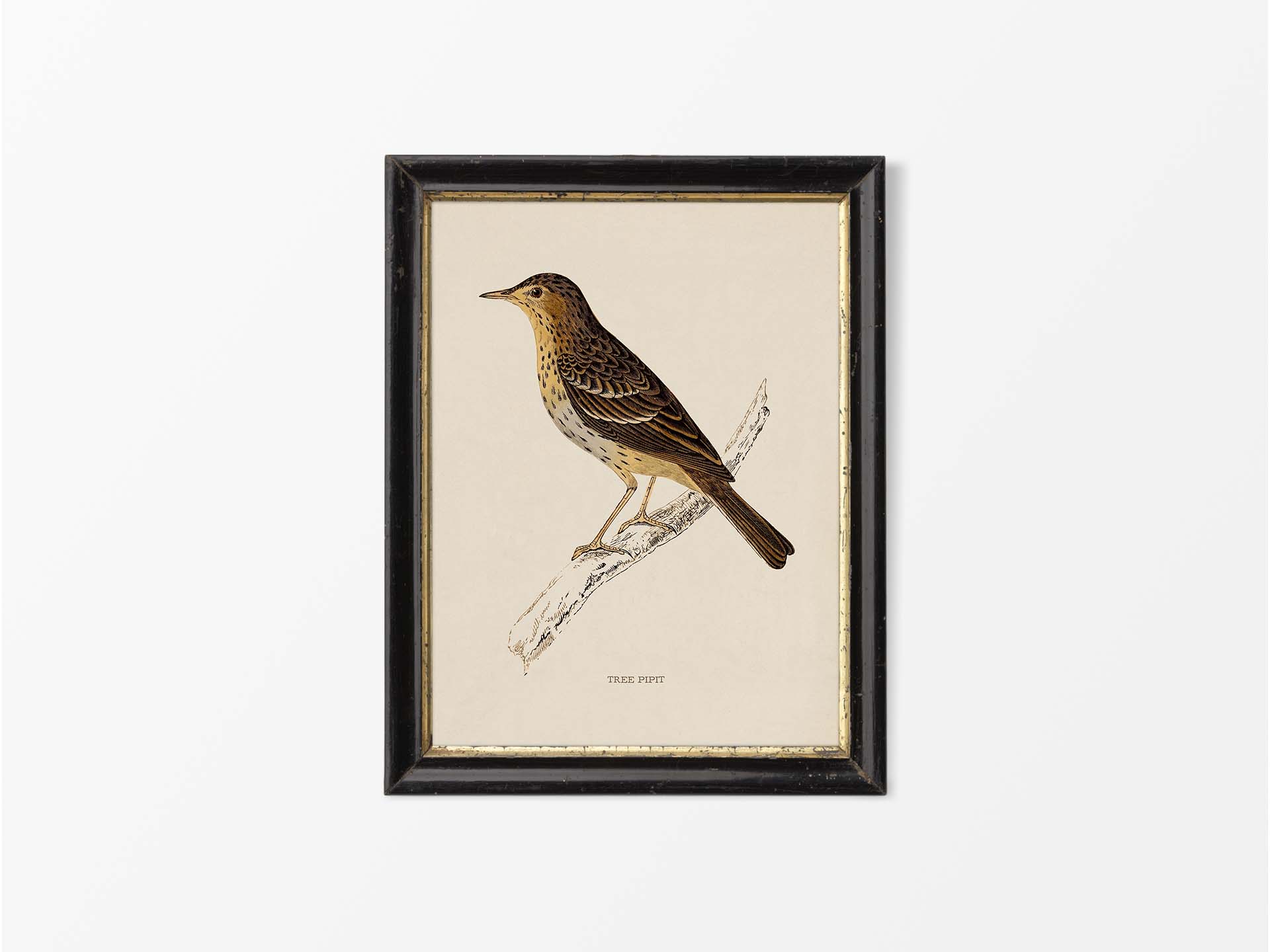 Tree Pipit Vintage Art Print