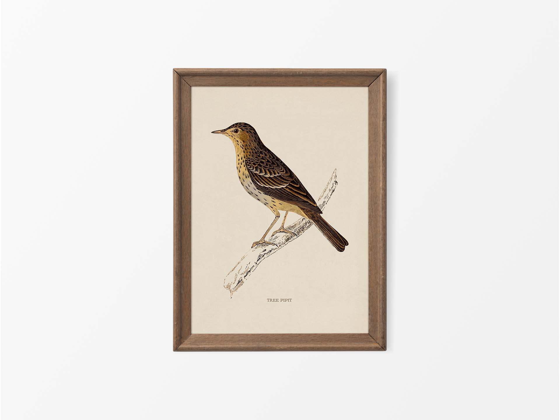 Tree Pipit Vintage Art Print