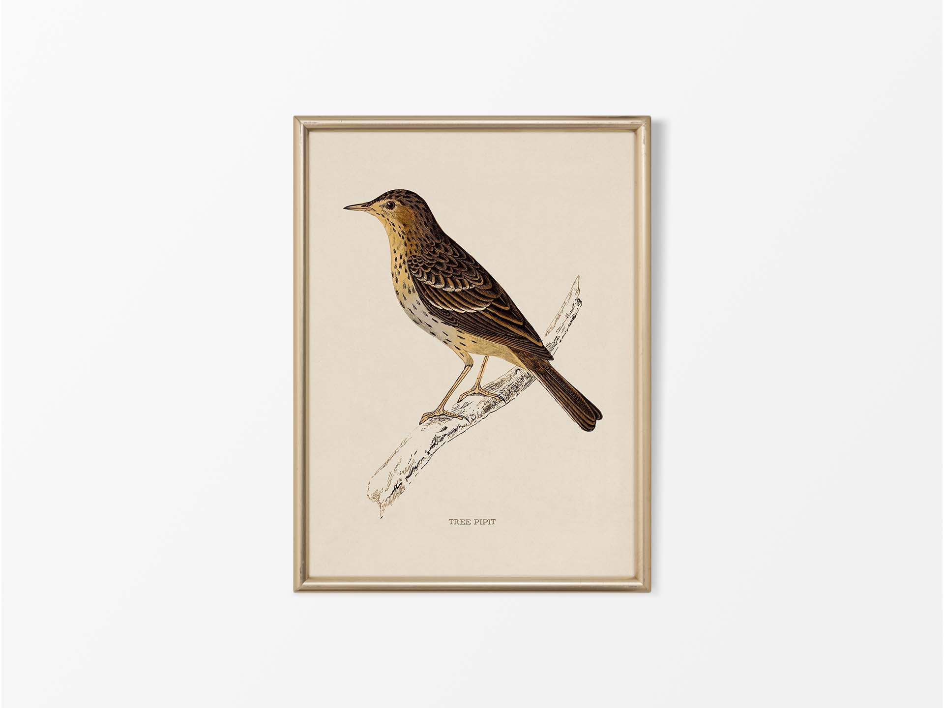 Tree Pipit Vintage Art Print