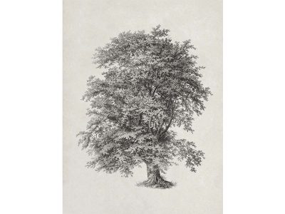 Tree Sketch III Vintage Art Print