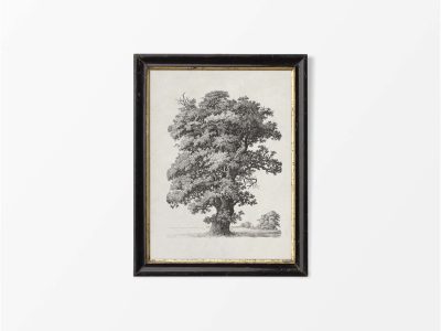 Tree Sketch IV Vintage Art Print