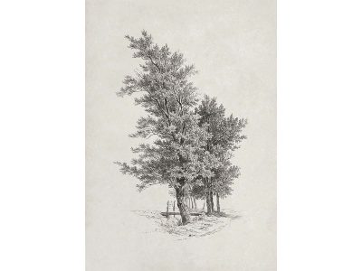 Tree Sketch Vintage Art Print