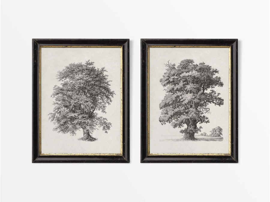 Tree Sketches II (Set of Two) Vintage Art Prints