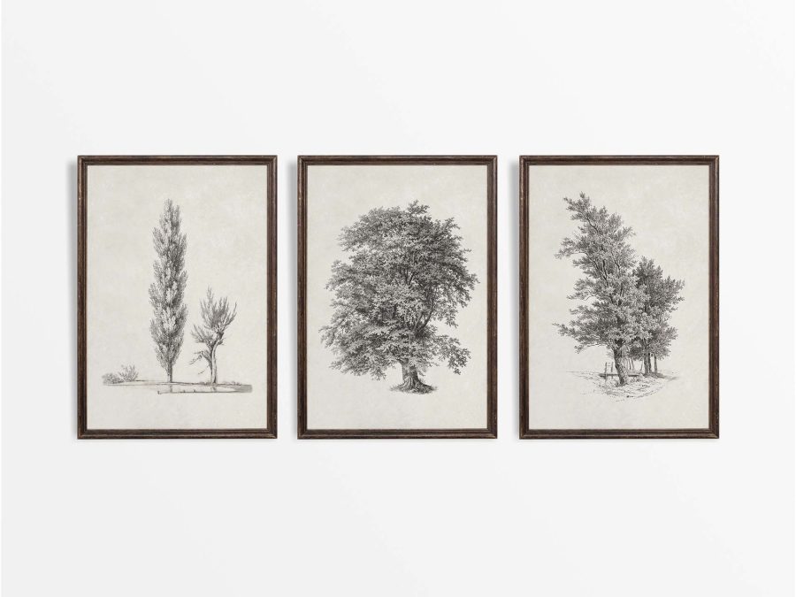 Tree Sketches (Set of Three) Vintage Art Prints