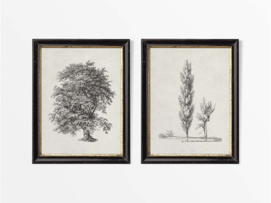 Tree Sketches (Set of Two) Vintage Art Prints
