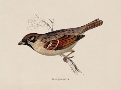 Tree Sparrow Vintage Art Print