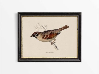 Tree Sparrow Vintage Art Print