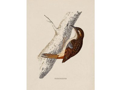 Treecreeper Vintage Art Print