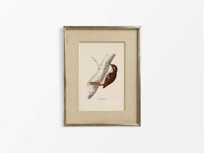 Treecreeper Vintage Art Print