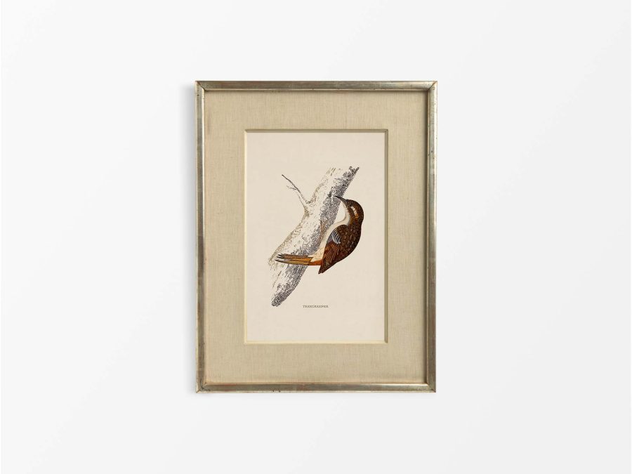 Treecreeper Vintage Art Print
