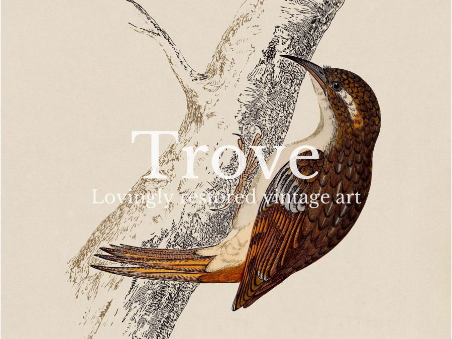 Treecreeper Vintage Art Print