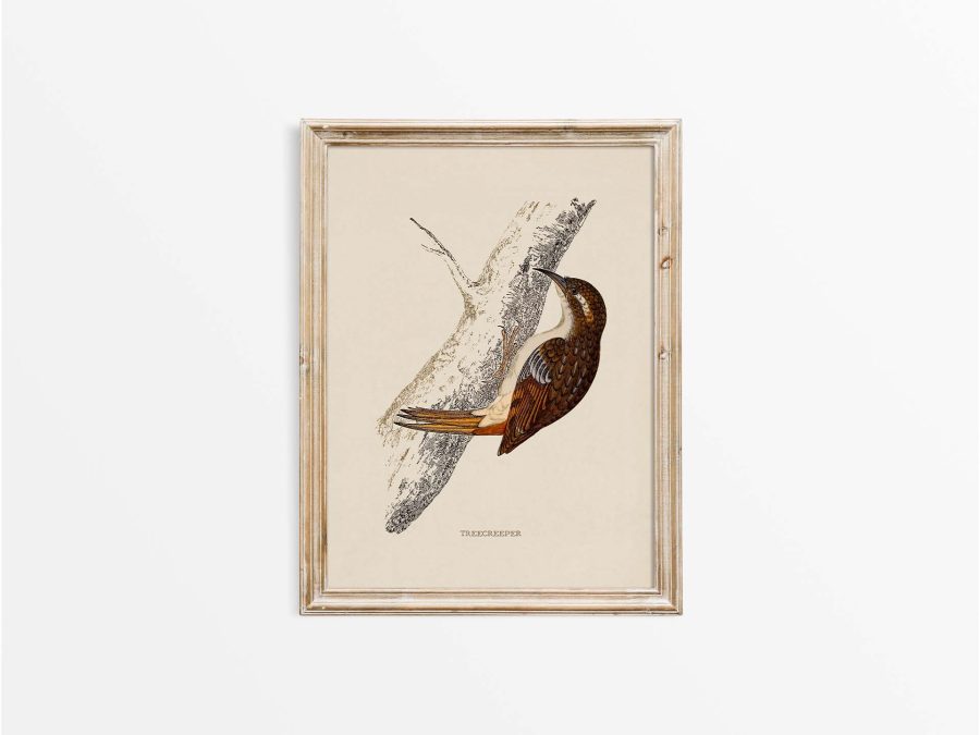 Treecreeper Vintage Art Print