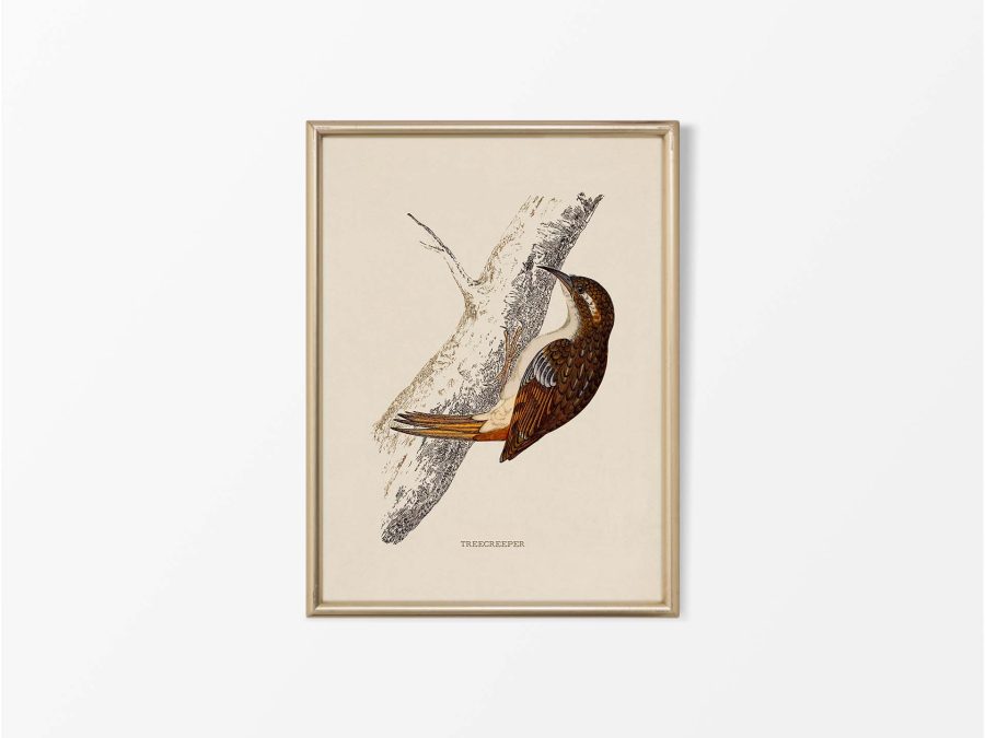 Treecreeper Vintage Art Print