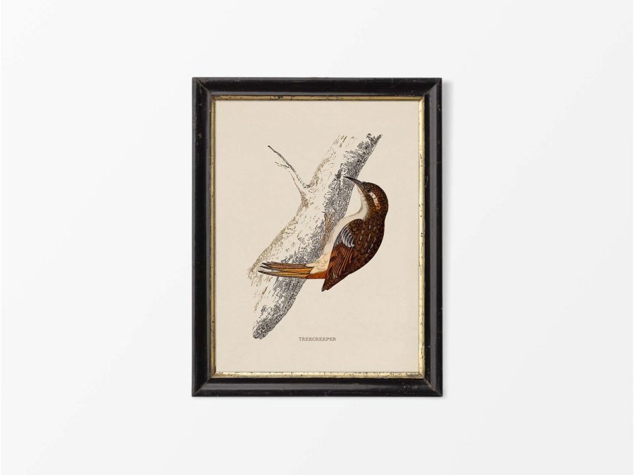 Treecreeper Vintage Art Print
