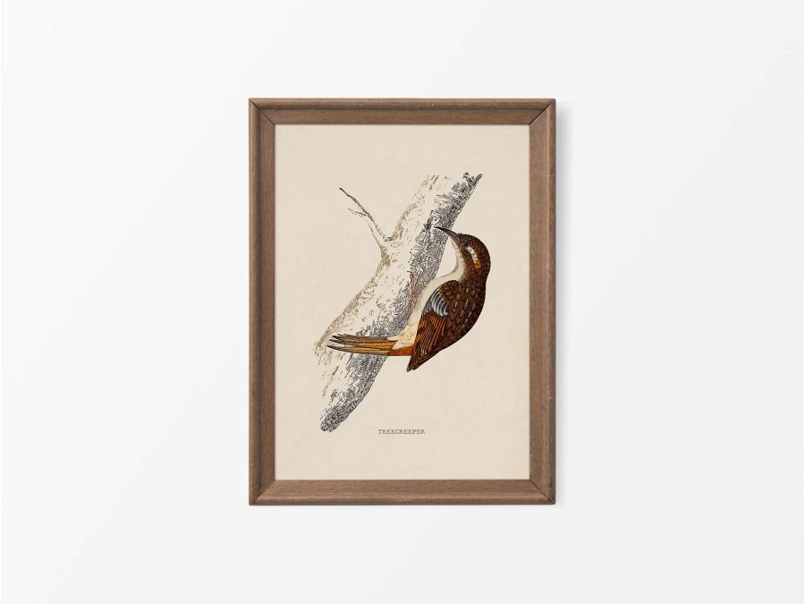 Treecreeper Vintage Art Print