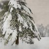 Trees in Snow II
