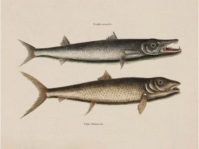 Tropical Fish I Vintage Art Print