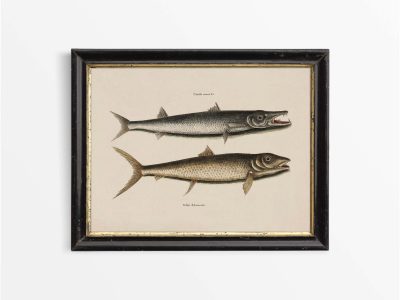Tropical Fish I Vintage Art Print