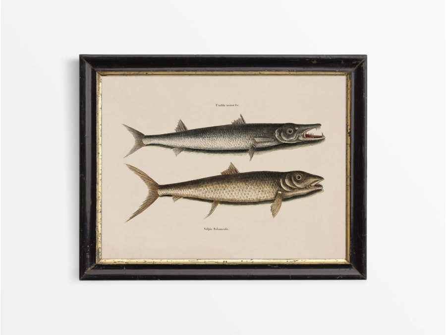 Tropical Fish I Vintage Art Print