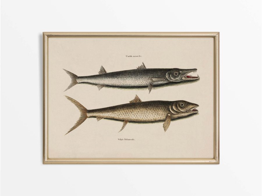 Tropical Fish I Vintage Art Print