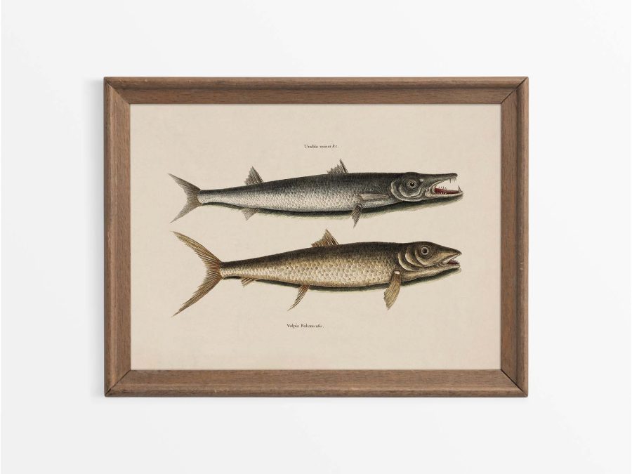 Tropical Fish I Vintage Art Print