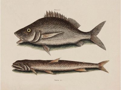 Tropical Fish II Vintage Art Print