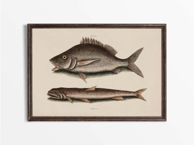 Tropical Fish II Vintage Art Print
