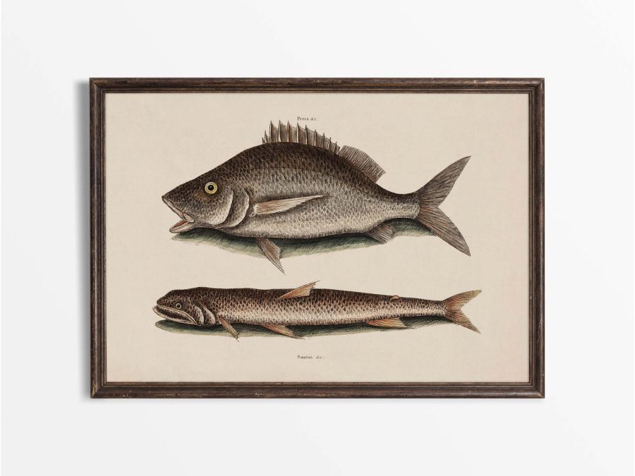 Tropical Fish II Vintage Art Print