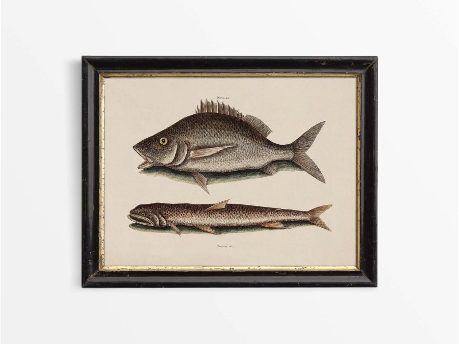 Tropical Fish II Vintage Art Print