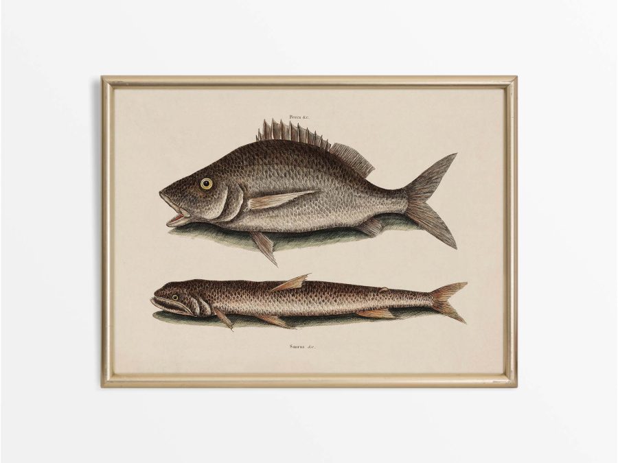 Tropical Fish II Vintage Art Print
