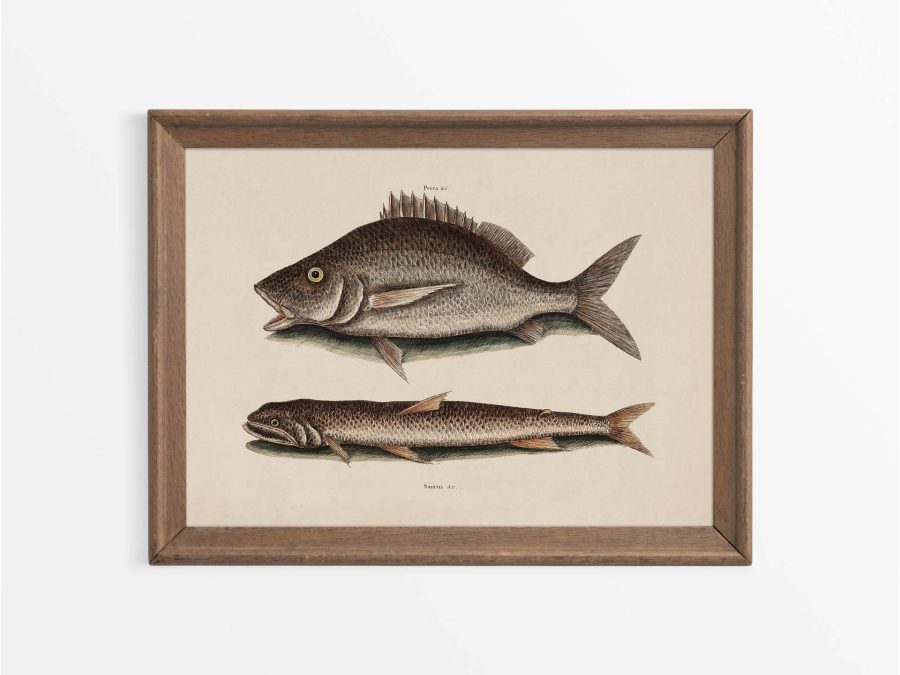 Tropical Fish II Vintage Art Print