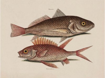 Tropical Fish III Vintage Art Print