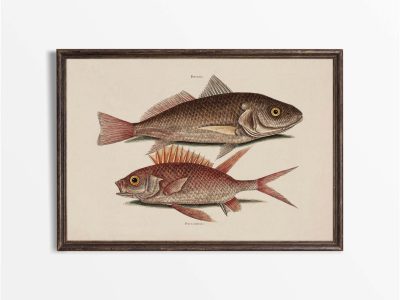 Tropical Fish III Vintage Art Print