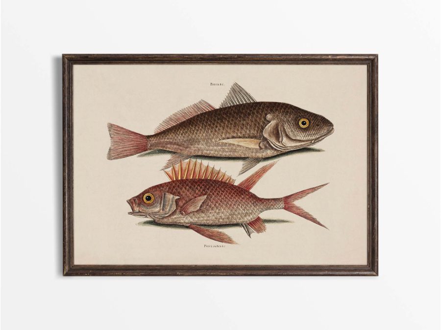 Tropical Fish III Vintage Art Print