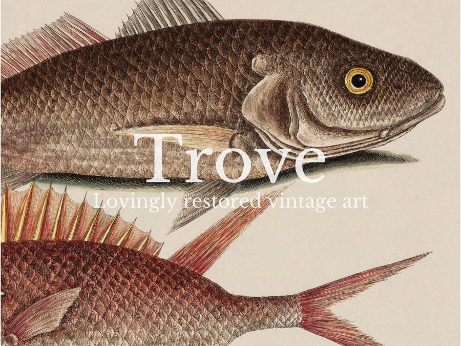 Tropical Fish III Vintage Art Print