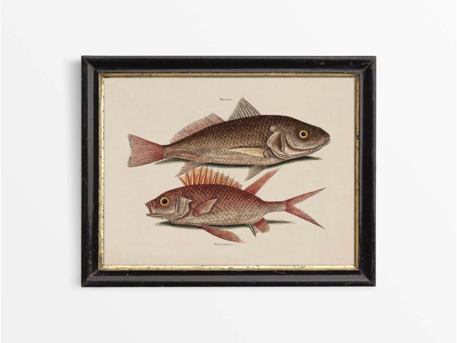 Tropical Fish III Vintage Art Print