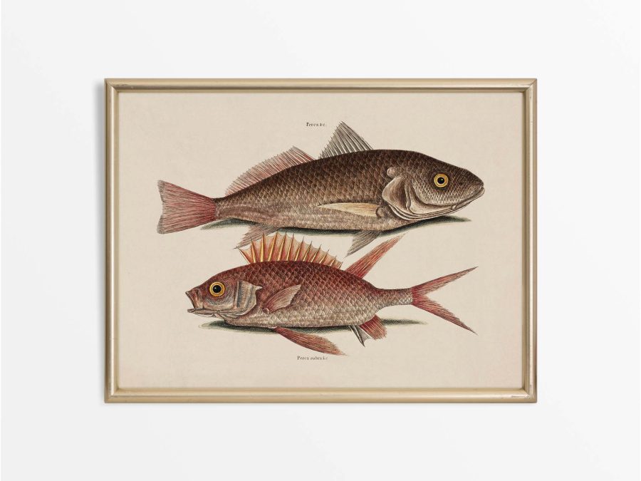 Tropical Fish III Vintage Art Print