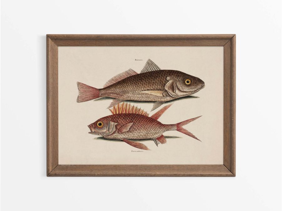 Tropical Fish III Vintage Art Print