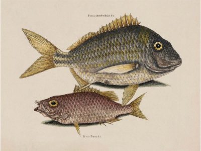 Tropical Fish IV Vintage Art Print