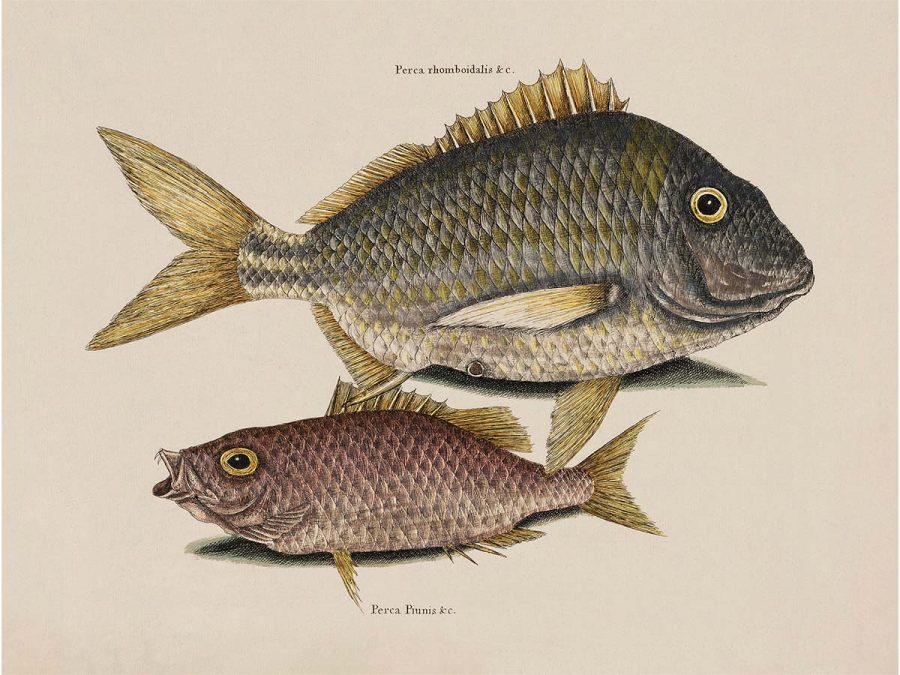 Tropical Fish IV Vintage Art Print