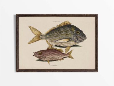 Tropical Fish IV Vintage Art Print