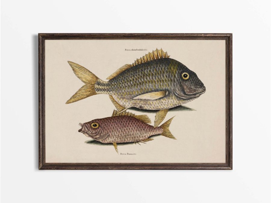 Tropical Fish IV Vintage Art Print