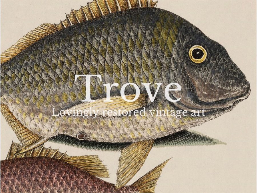 Tropical Fish IV Vintage Art Print